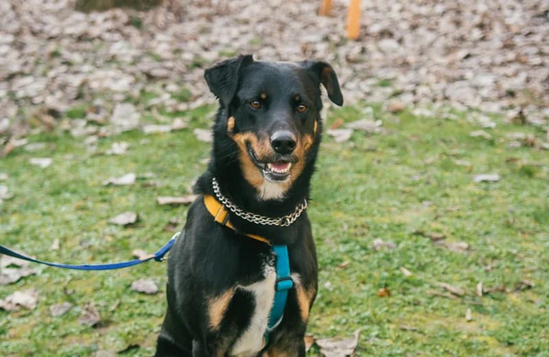 Mario, male 7yo mixed breed for adoption at Fuori Le Zampe ODV, Bologna