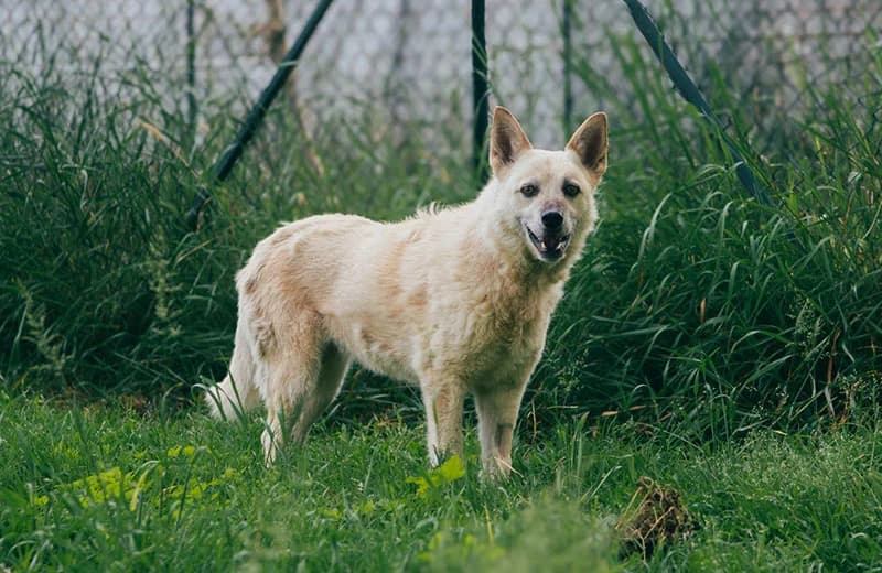 Matilda, female senior mixed breed for adoption at Fuori Le Zampe ODV, Bologna