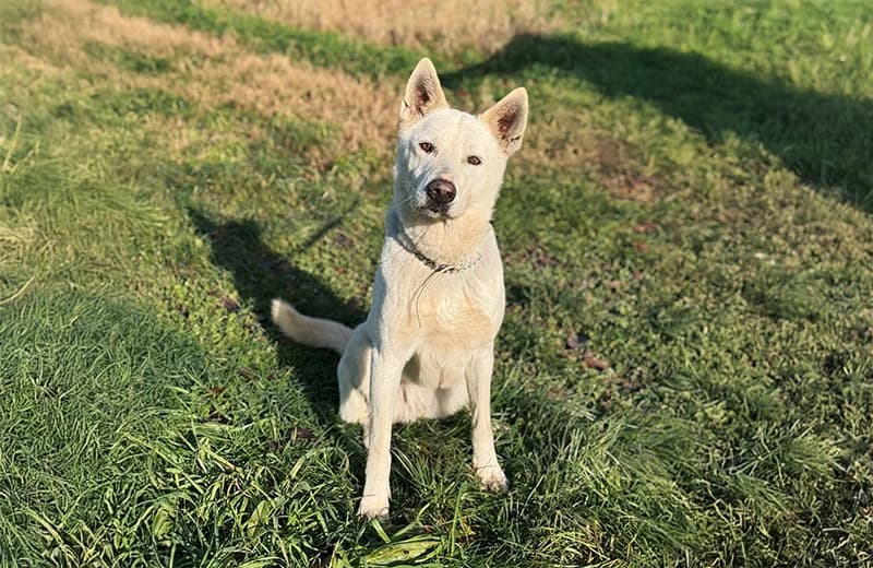 Meringa,  senior mixed breed for adoption at Fuori Le Zampe ODV, Bologna