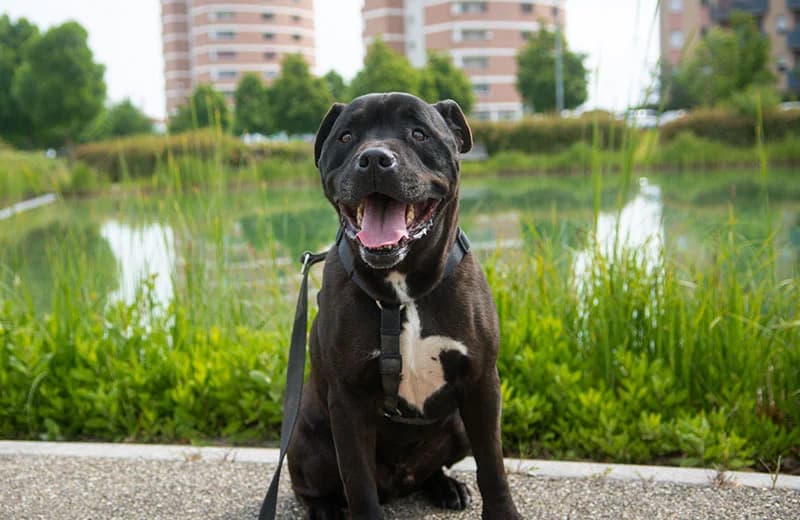 Paco,  Pit Bull Terrier for adoption at Fuori Le Zampe ODV, Bologna