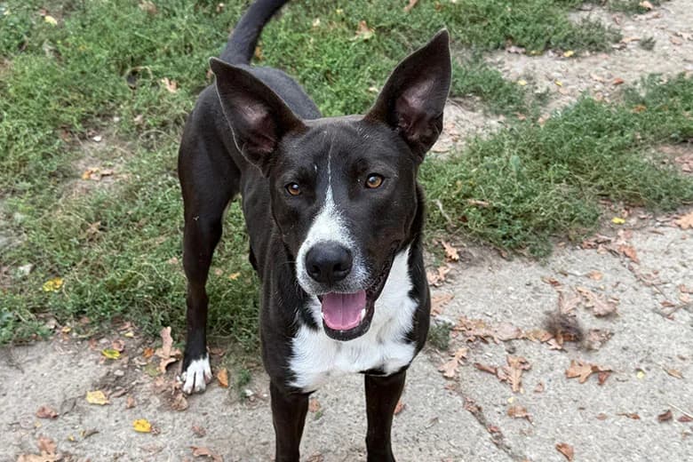 Pepe,  young mixed breed for adoption at Fuori Le Zampe ODV, Bologna