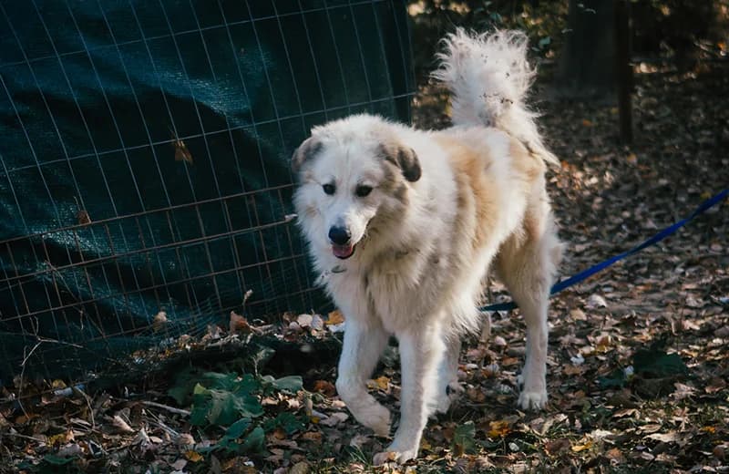 Pippo, male senior mixed breed for adoption at Fuori Le Zampe ODV, Bologna