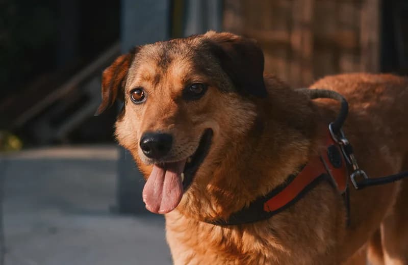 Poldo, male senior mixed breed for adoption at Fuori Le Zampe ODV, Bologna