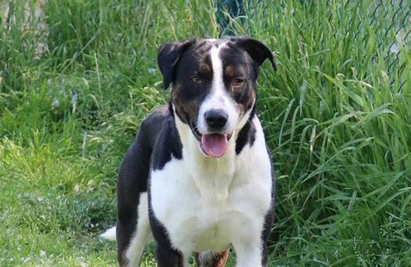 Remo, male senior mixed breed for adoption at Fuori Le Zampe ODV, Bologna
