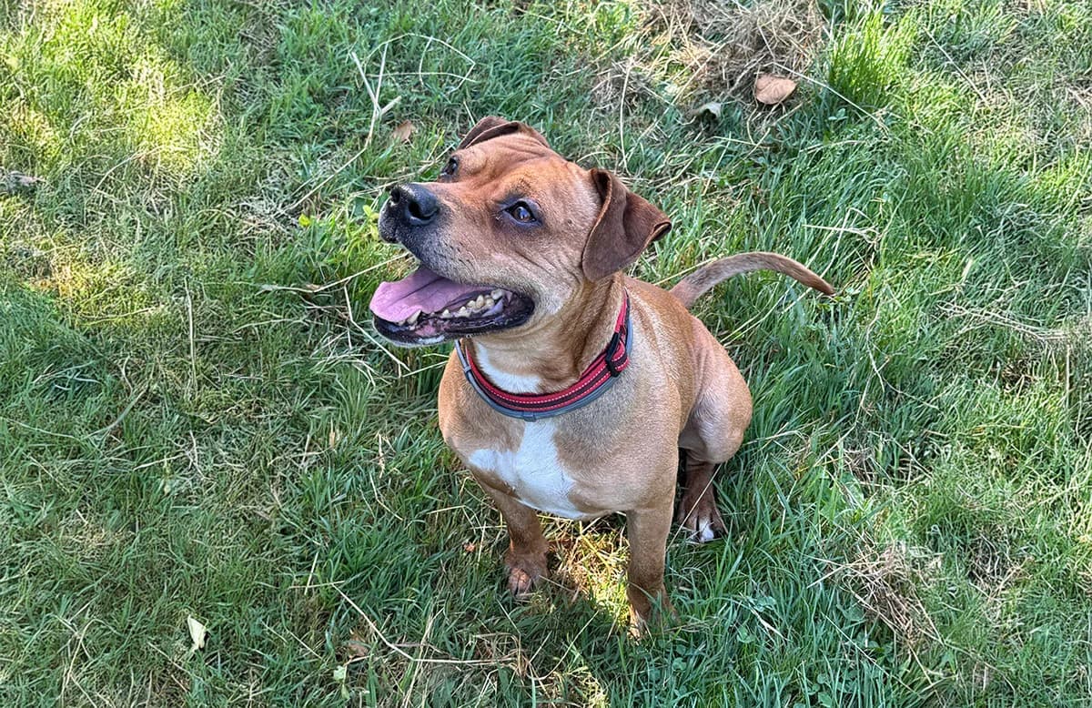 Spritz, male senior Pit Bull Terrier for adoption at Fuori Le Zampe ODV, Bologna