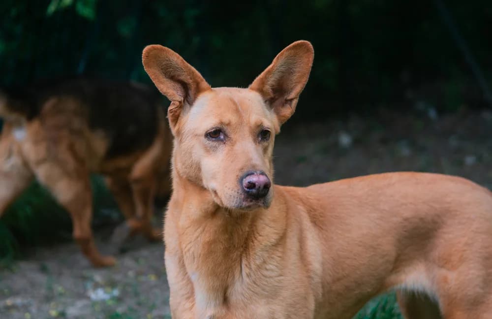 Spunti,  mixed breed for adoption at Fuori Le Zampe ODV, Bologna