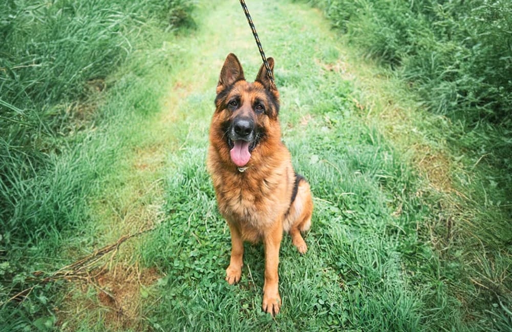 Teo,  5yo mixed breed for adoption at Fuori Le Zampe ODV, Bologna