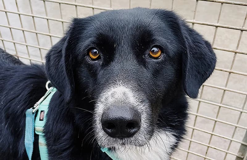 Tic Tac, female senior mixed breed for adoption at Fuori Le Zampe ODV, Bologna
