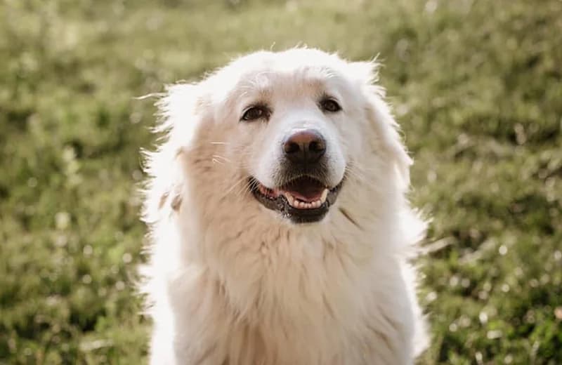 Toby Iron, male senior mixed breed for adoption at Fuori Le Zampe ODV, Bologna