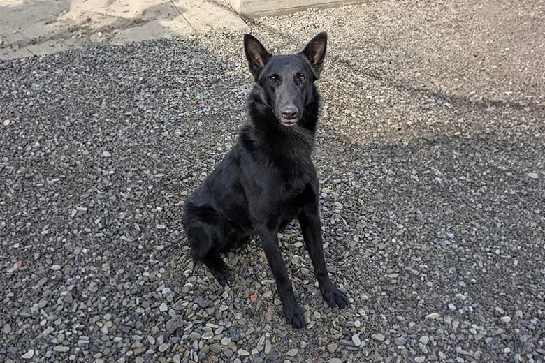 Tyson, male young mixed breed for adoption at Fuori Le Zampe ODV, Bologna