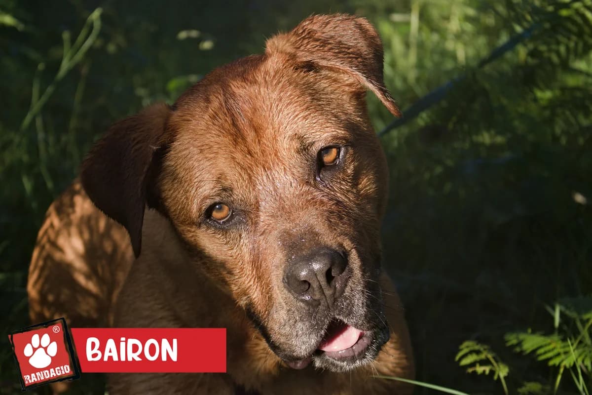 Bairon, male mixed breed for adoption at Gli Amici del Randagio, Mariano Comense (Como)