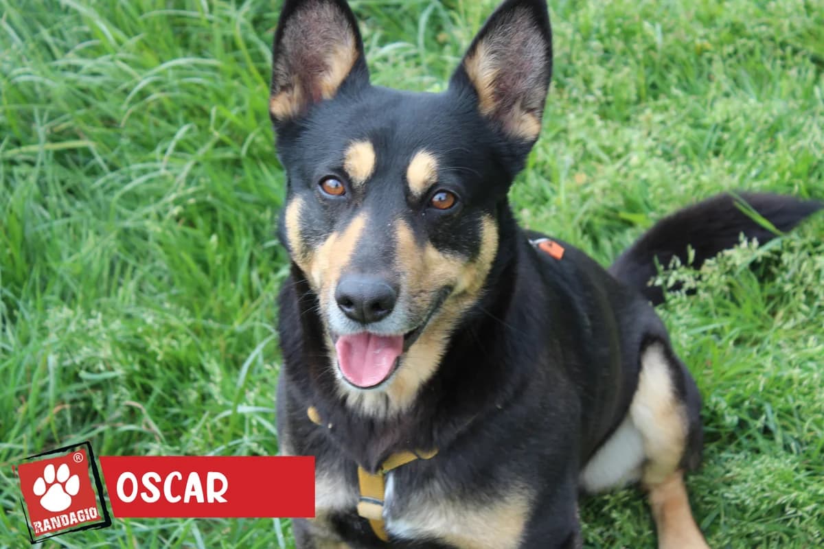 Oscar, male senior mixed breed for adoption at Gli Amici del Randagio, Mariano Comense (Como)