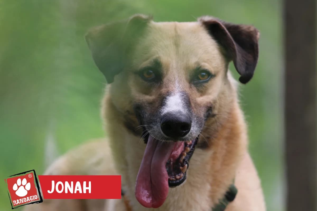 Jonah, male mixed breed for adoption at Gli Amici del Randagio, Mariano Comense (Como)