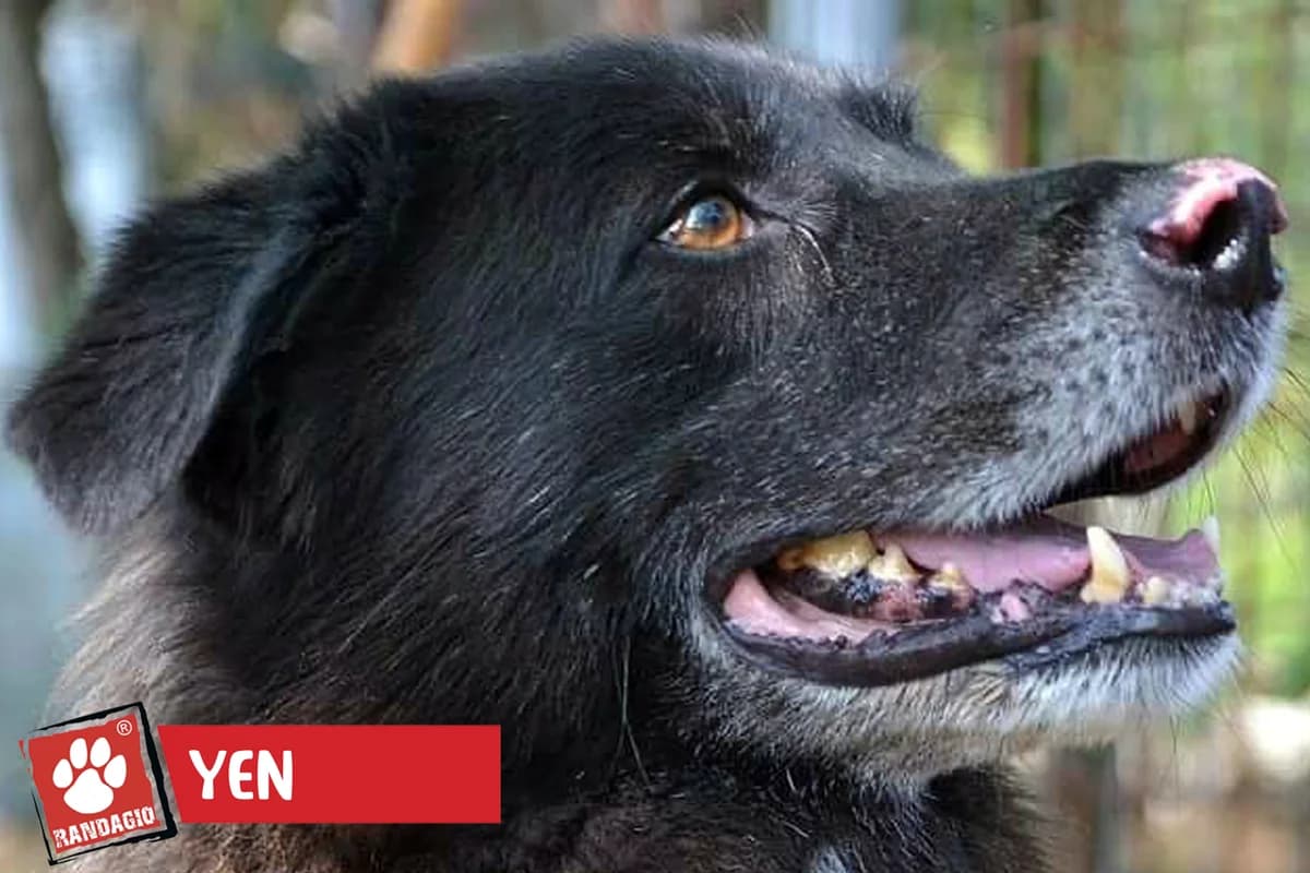 Yen, male mixed breed for adoption at Gli Amici del Randagio, Mariano Comense (Como)