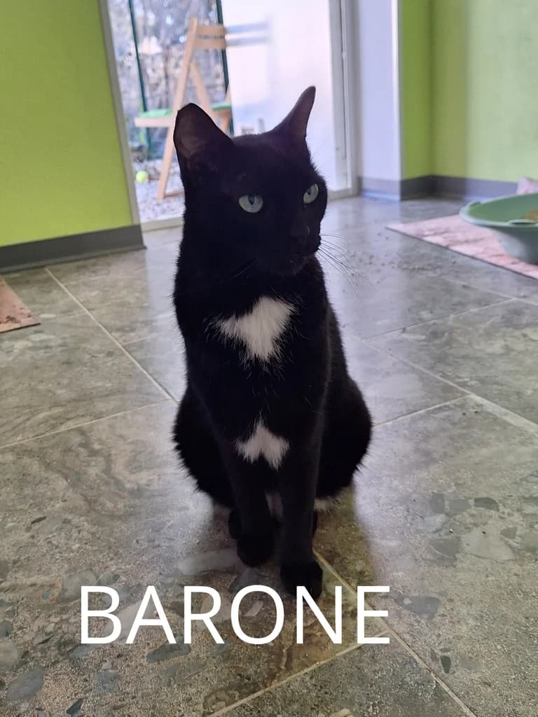 BARONE,  7yo Mixed Breed for adoption at Gruppo Ambiente ODV, Ronchi dei Legionari (GO)
