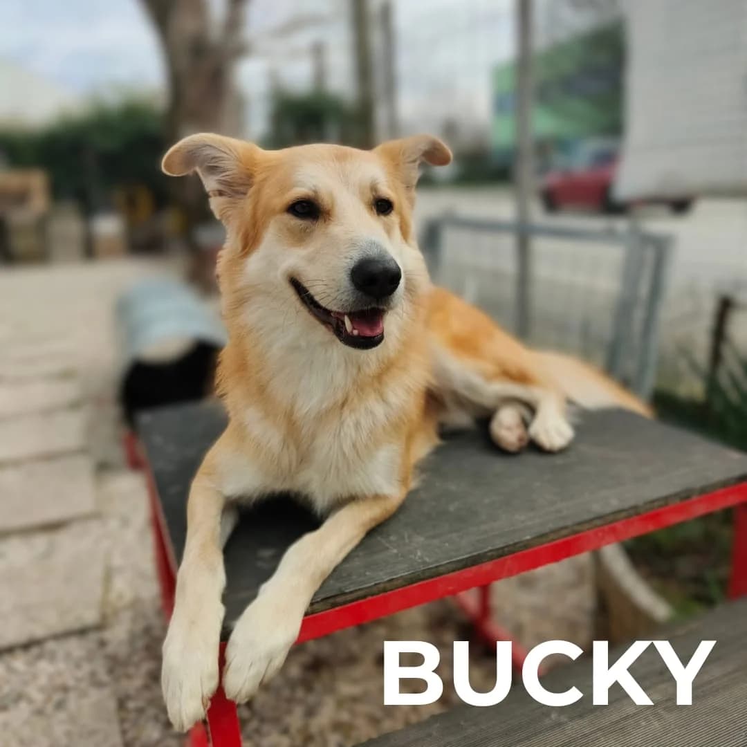 BUCKY, male young Mixed Breed for adoption at Gruppo Ambiente ODV, Ronchi dei Legionari (GO)