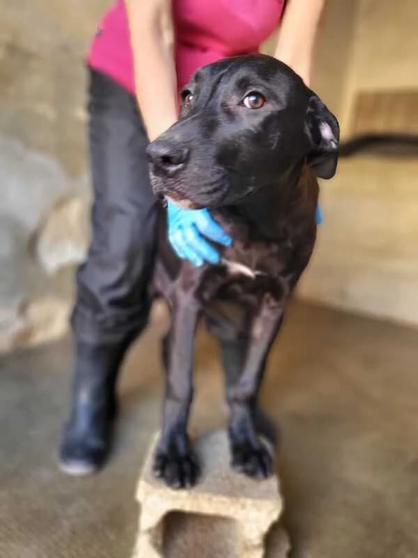 GARDEN, male Mixed Breed for adoption at Canisciolti ODV