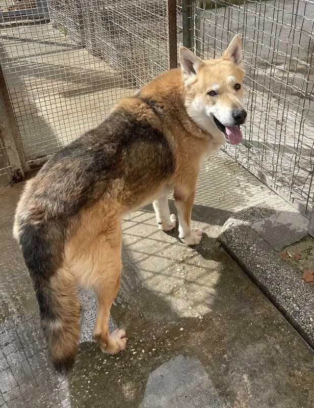 Bobo,  (Canisciolti ODV)