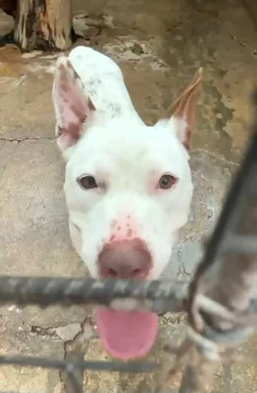 i cuccioli di Mamy, female Mixed Breed for adoption at Canisciolti ODV