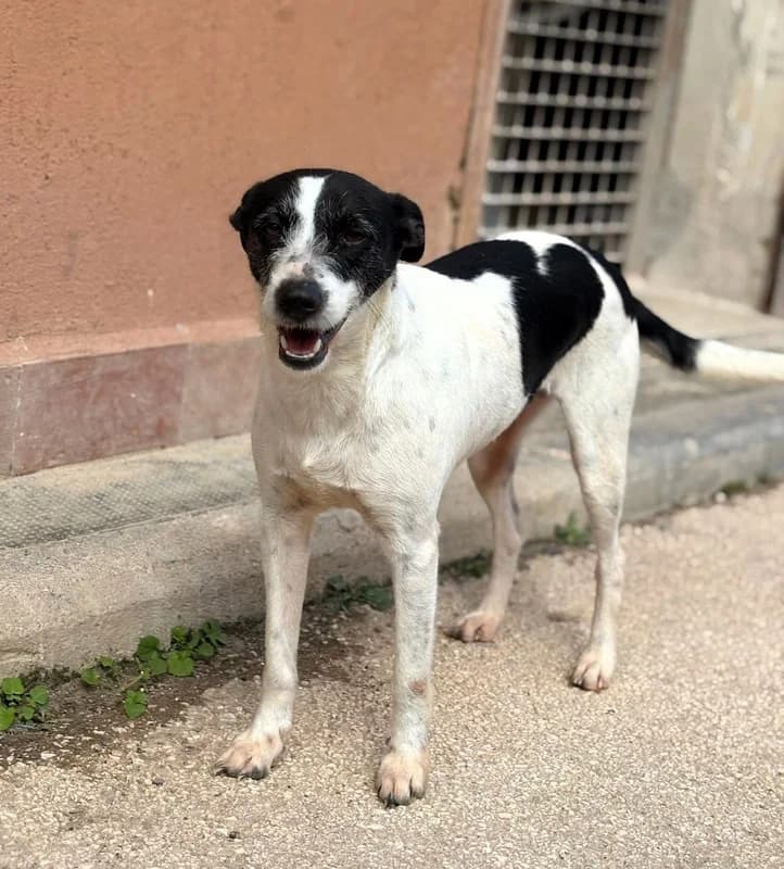 Emma, female young mixed breed for adoption at Canisciolti ODV
