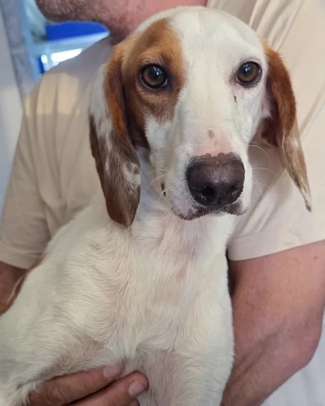Kira, female young mixed breed for adoption at Canisciolti ODV