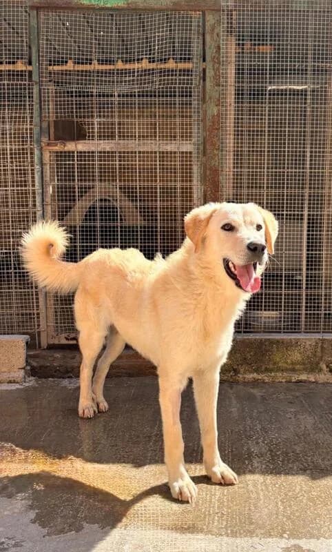 Luigi,  (Canisciolti ODV)