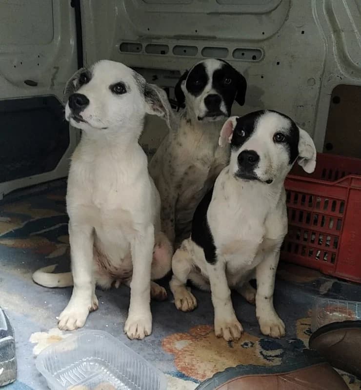 Luna & Neve,  mixed breed for adoption at Canisciolti ODV