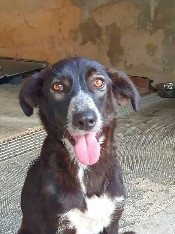 Margherita, female 4yo Mixed Breed for adoption at Canisciolti ODV