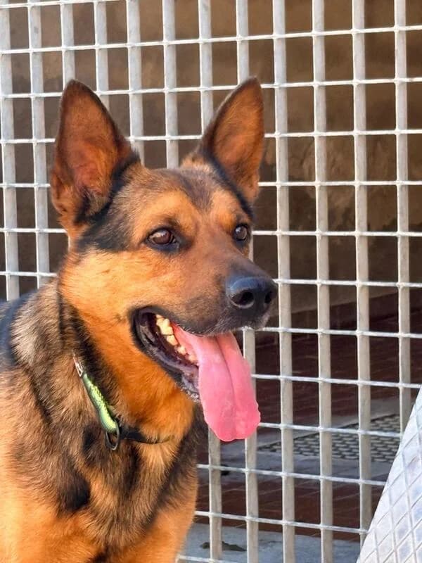 Max, male 4yo mixed breed for adoption at Canisciolti ODV