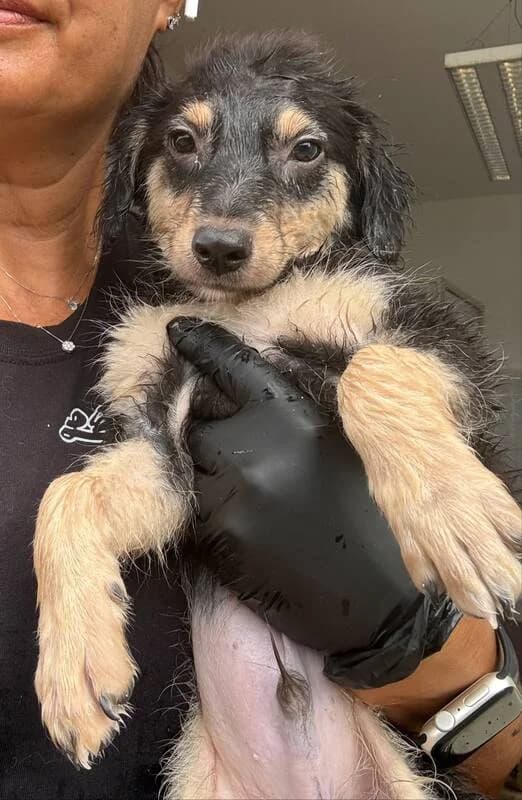 Ralf,  Mixed Breed for adoption at Canisciolti ODV