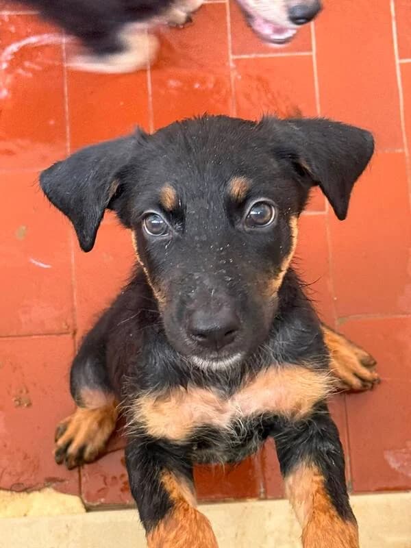 Ron,  mixed breed for adoption at Canisciolti ODV