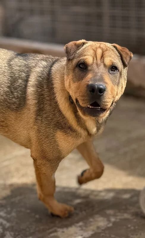 Bia Lavinia Diego e Iago,  mixed breed for adoption at Canisciolti ODV