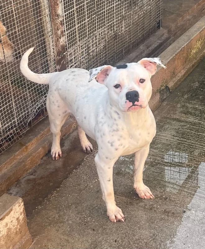 VANNA, female Mixed Breed for adoption at Canisciolti ODV