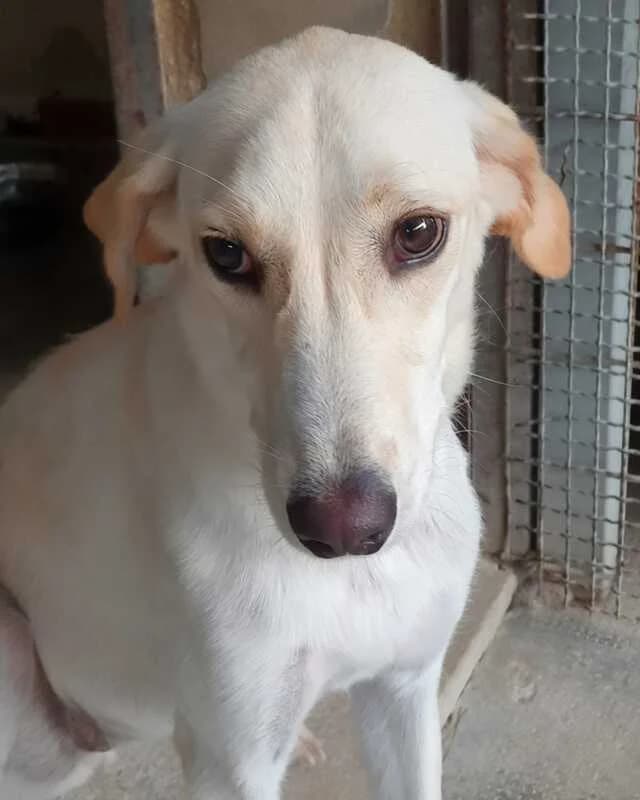 Viola, female 4yo Mixed Breed for adoption at Canisciolti ODV