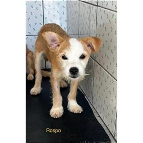 Rospo,  (Associazione )