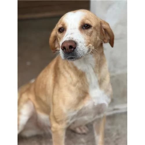 Rosemary,  (Associazione )