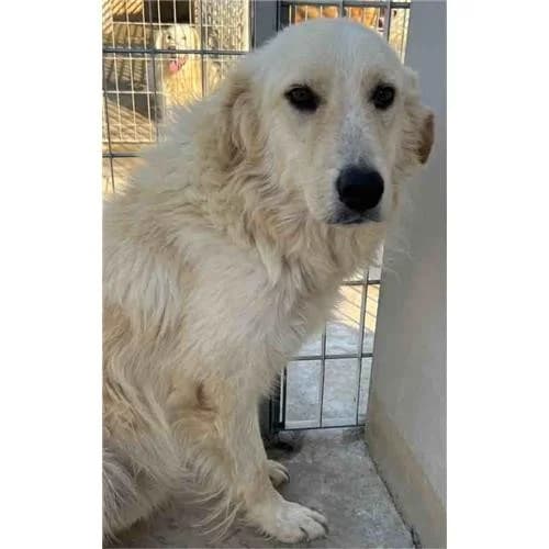 Lucio,  (Associazione )