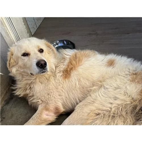 Granito,  (Associazione )