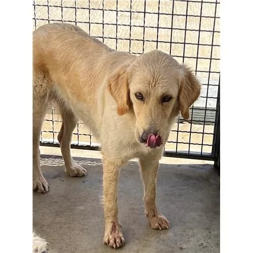 Cola,  (Associazione )