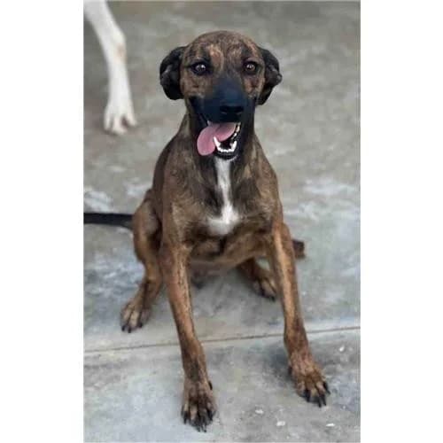 Greta,  (Associazione )