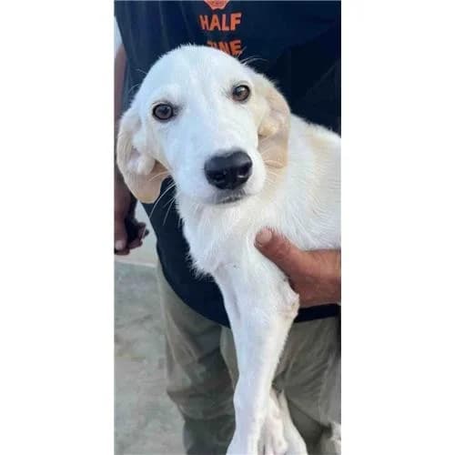 Fonzie,  (Associazione )