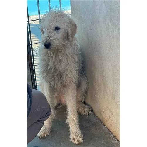 Furbo,  (Associazione )