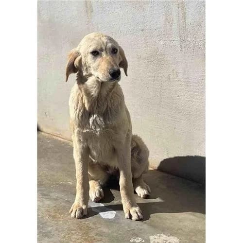 Chiara,  (Associazione )