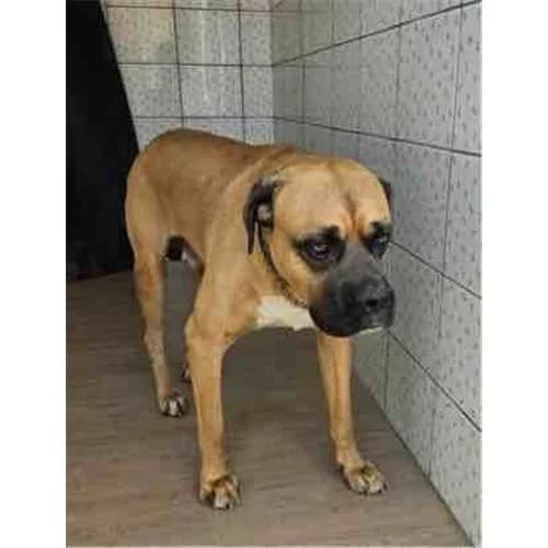 Boxer,  (Associazione )