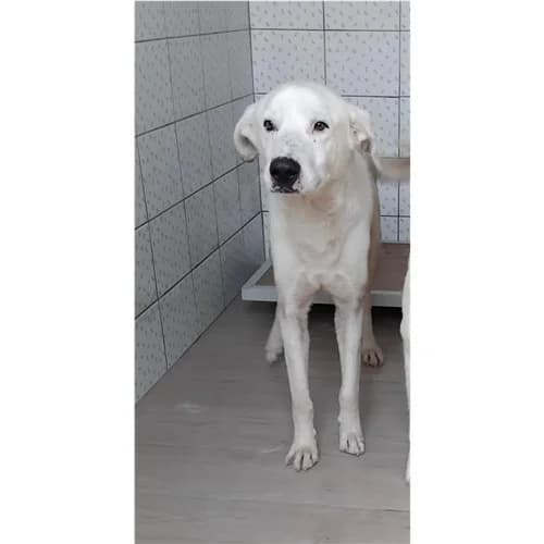 Biagio, Bianco male 3yo mixed breed for adoption at Associazione , Siniscola (Nuoro)