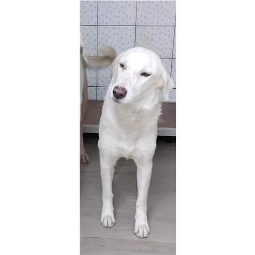 Lilly, Bianco female 3yo mixed breed for adoption at Associazione , Siniscola (Nuoro)