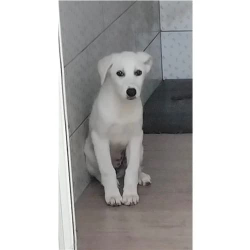 Bia, Bianco female puppy mixed breed for adoption at Associazione , Siniscola (Nuoro)