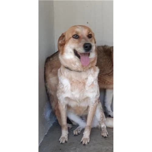 Puntina, B/Arancio female mixed breed for adoption at Associazione , Siniscola (Nuoro)