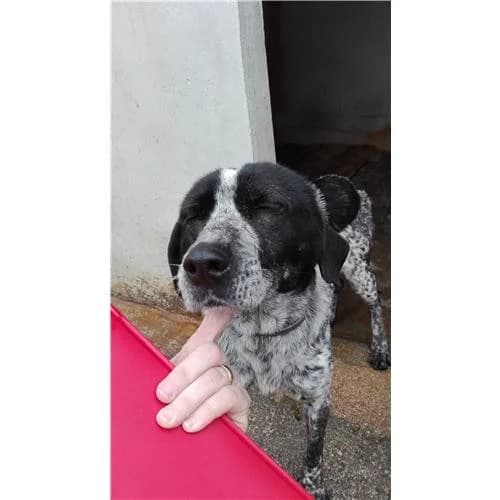 A19, Bianco Nero female mixed breed for adoption at Associazione , Siniscola (Nuoro)