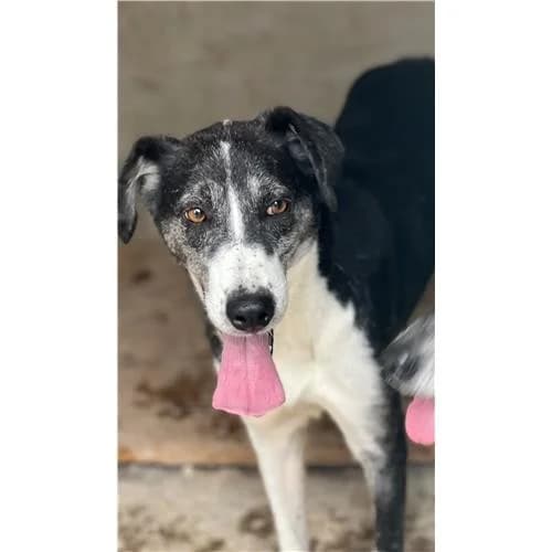 Kira, Bianconero female mixed breed for adoption at Associazione , Siniscola (Nuoro)